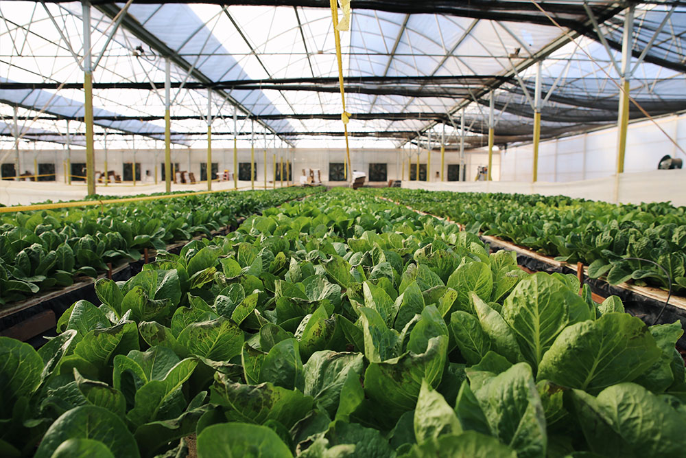AGRICULTURE